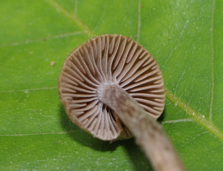 Tre piccole Inocybe